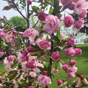 Flowering Crabapple : PINK CLOUD Standard  (Antonovka) (Orchard Grade)