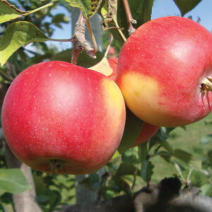 Red-Fleshed Apple : PINK PRINCESS  Dwarf   (B10)