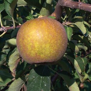 Apple : ASHMEADS KERNAL  Large Semi-Dwarf  (B118)