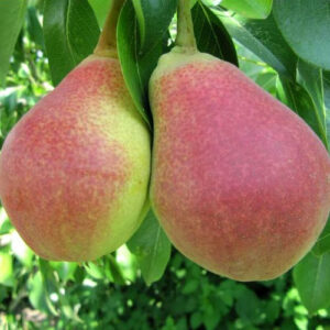 Russian Pear : FAVORITKA Standard (P. Uss)