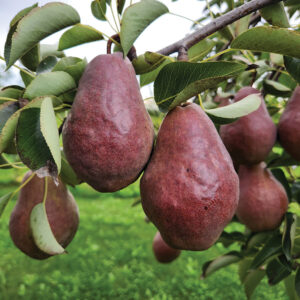 European Pear : MAX RED BARTLETT  Semi-Dwarf  (OHxF87)