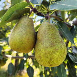 European Pear : PARAGON Semi-Dwarf (OHxF87) (Orchard Grade)