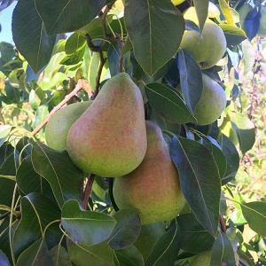 European Pear : SHENANDOAH™ Semi-Dwarf  (OHXF87)