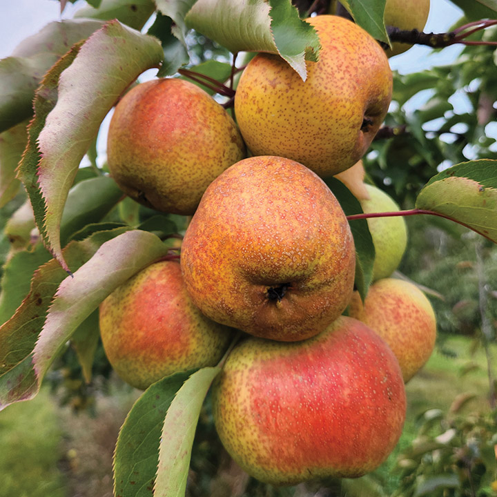 Asian Pear : TAYLOR APPLE PEAR Large Semi-Dwarf (OHxF97)(Orchard Grade)