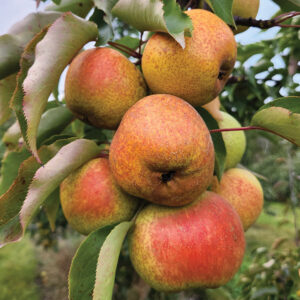 Asian Pear : TAYLOR APPLE PEAR Large Semi-Dwarf (OHxF97)