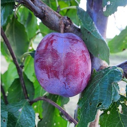 European Plum : SENECA  Dwarf  (Krymsk 1) (Orchard Grade)