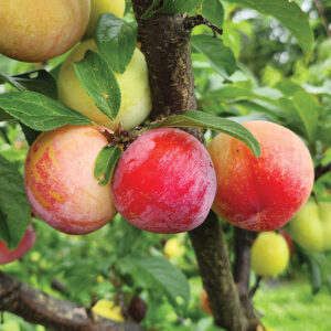 Plumcot : NORTHERN SUNSET  Semi-Dwarf  (St. Julien A) (Orchard Grade)