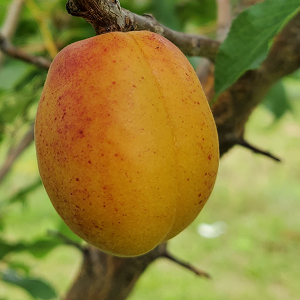 Apricot : WESTCOT  Semi-Dwarf  (Mustang) (Orchard Grade)