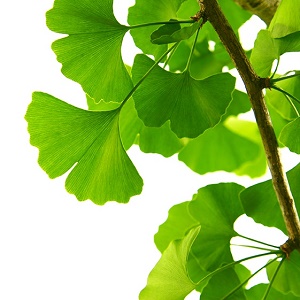 GINGKO 60-90cm (24-36") On Own Root