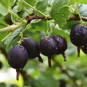 Gooseberry : BLACK JOSTABERRY  2 year old plant