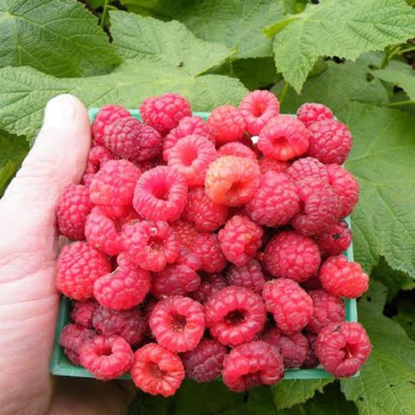 Raspberry Red : THIMBLEBERRY 9cm (3¼") pot