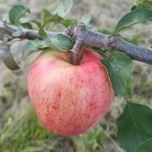 Apple Scionwood : PRAIRIE SENSATION