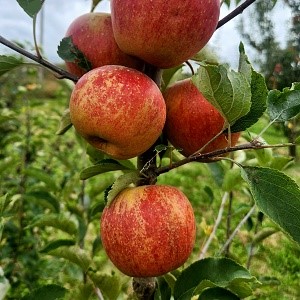 Apple Scionwood : RUBINETTE