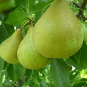 European Pear : BARTLETT Semi-Dwarf  (OHxF 333) (Orchard Grade)