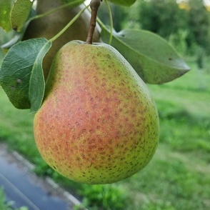 Pear Scionwood : VEKOVAYA