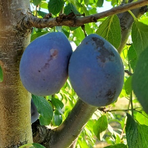 Plum(European) Scionwood : BLUEBRYD