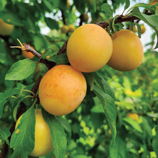 Japanese Plum : EARLY GOLDEN Semi-Dwarf (Marianna 26-24)