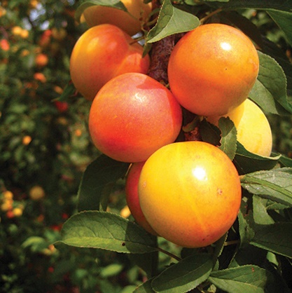 Japanese Plum : EARLY GOLDEN Semi-Dwarf (Marianna 26-24)