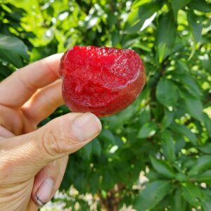 Plum(Japanese) Scionwood : ELEPHANT HEART