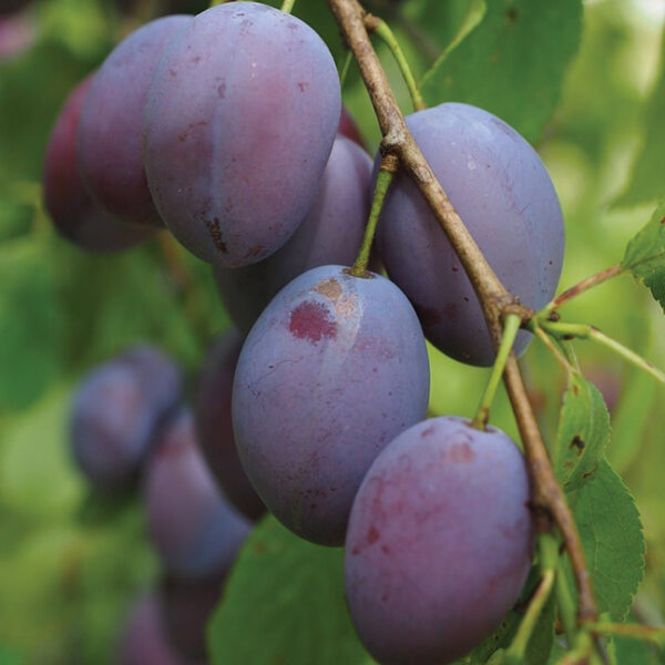 European Plum : EARLY ITALIAN Semi-Dwarf (Marianna 26-24) (Orchard Grade)