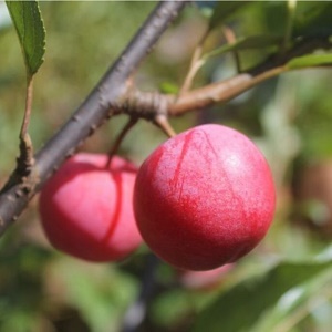 Plum(American Hybrid) Scionwood : TECUMSEH