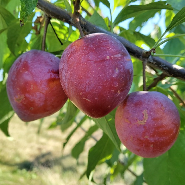 Plum(American Hybrid) Scionwood : WANETA