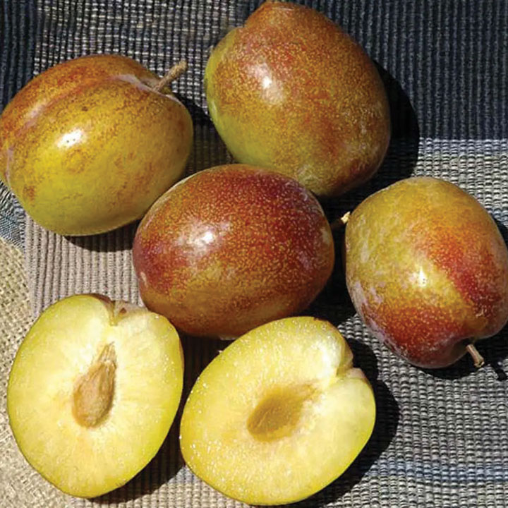 Pluot : FLAVOR GRENADE® Dwarf (Krymsk 1)