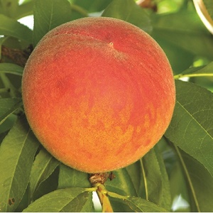 Peach : FROST Dwarf  (Krymsk 1) (Orchard Grade)