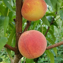 Peach : INTREPID Dwarf  (Krymsk 1) (Orchard Grade)