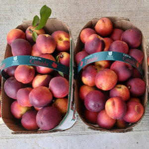 Nectarine : HARDIRED  Semi-Dwarf (Bailey) (Orchard Grade)