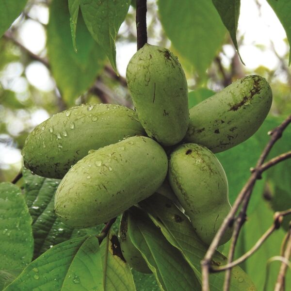 Pawpaw : OVERLEESE  90-150cm (3-5') 3 gallon pot