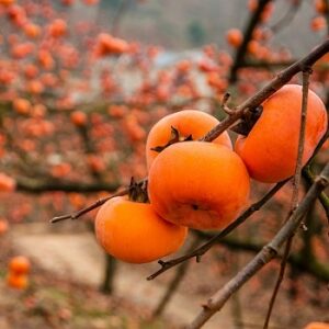 Hybrid Persimmon : KASANDRA  60-90cm (2-3') 3 gallon pot