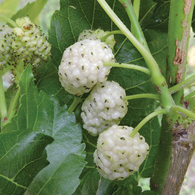 Mulberry (White) : CARMAN 90-180 cm (3-6') grafted