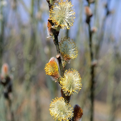 Willow : PUSSY WILLOW  30-60cm  (12-24")