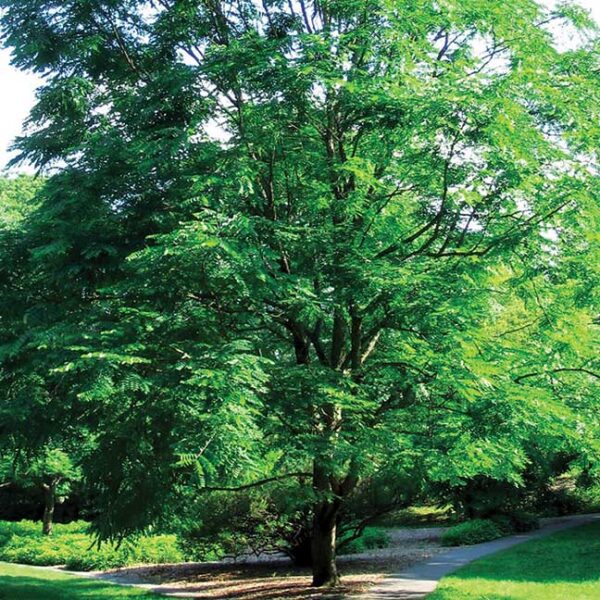 KENTUCKY COFFEETREE  30-60cm (12-24") On Own Root