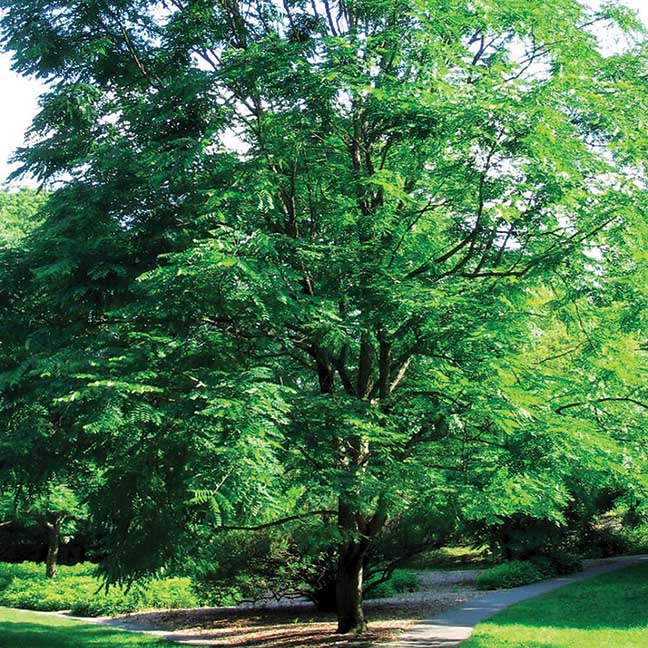 KENTUCKY COFFEETREE  120-180cm (4-6')