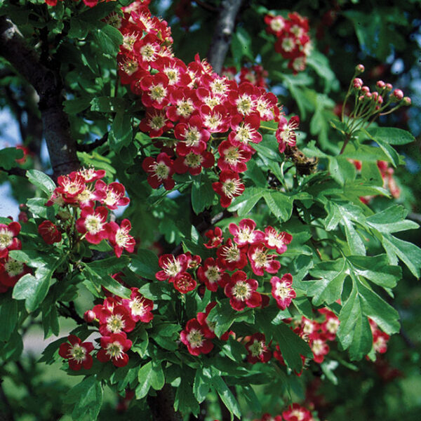 Hawthorn : CRIMSON CLOUD 120-180cm (4-6')