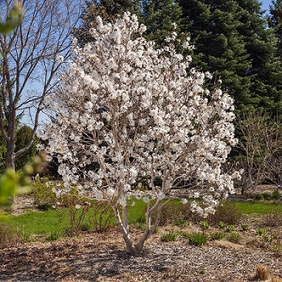 Magnolia : CENTENNIAL BLUSH  1 gallon pot