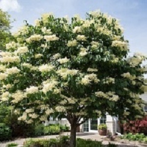 Japanese Lilac Tree : SNOWDANCE™ 120-200cm (4-6') grafted (Orchard Grade)