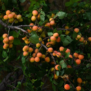 Apricot : MANCHURIAN 90-150cm (3-5')  On Own Root (Orchard Grade)
