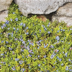 Low Bush Blueberry : RUBY CARPET 1 gallon pot