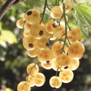 Currant White : BLANKA   1 year old plant