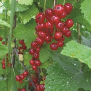 Red Currant : ROVADA  1 year old plant