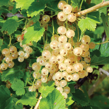 Currant White : ZITAVIA  1 year old plant