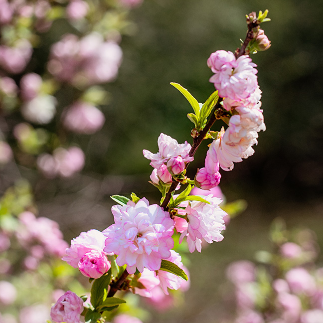 DWARF FLOWERING ALMOND 60-90cm (24-36") plant