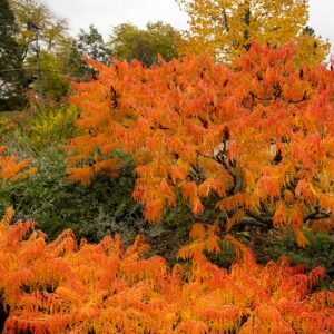 Cutleaf Staghorn Sumac : TIGER EYES®   1 gallon pot