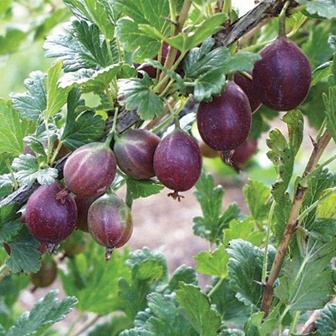 Gooseberry : JEWEL™  1 year old plant