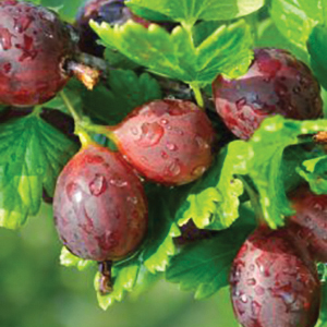 Gooseberry : LITTLE BEN 2 year old plant 1 gallon pot