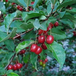 Goumi : SWEET SCARLET™  90-120cm (3-4')  plant