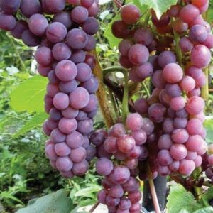 Seeded Grape : SWENSON RED   1 year old vine